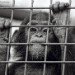 Young Chimp Behind Bars
